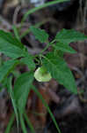 Longleaf groundcherry